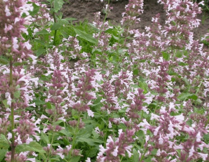 Großblütige Katzenminze Dawn to Dusk