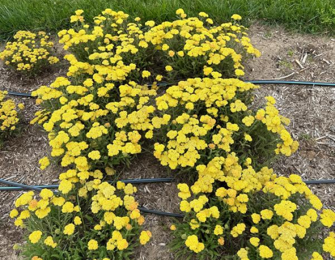 Schafgarbe  ´Skysail Yellow´