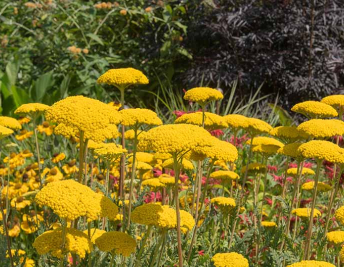 Schafgarbe  ´Skysail Yellow´