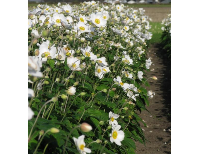 Herbst-Anemone Honorine Jobert