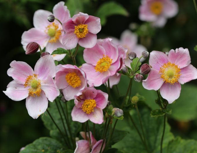 Herbst-Anemone September Charm