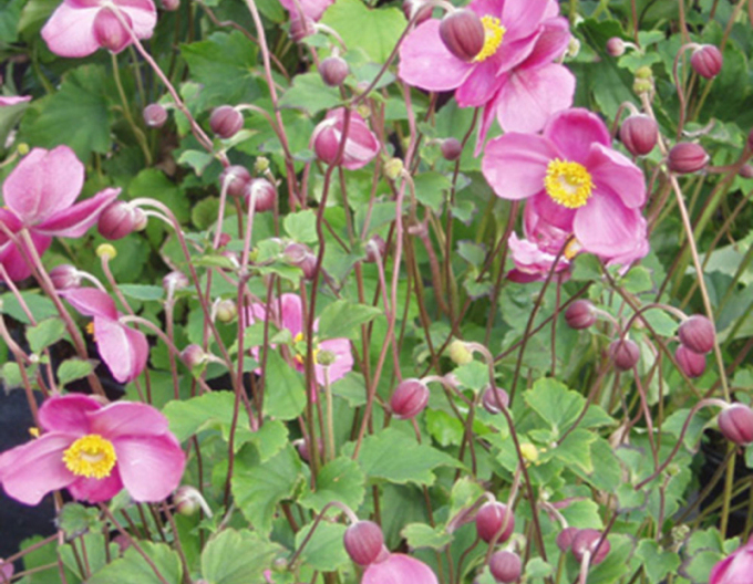 Herbst-Anemone September Charm