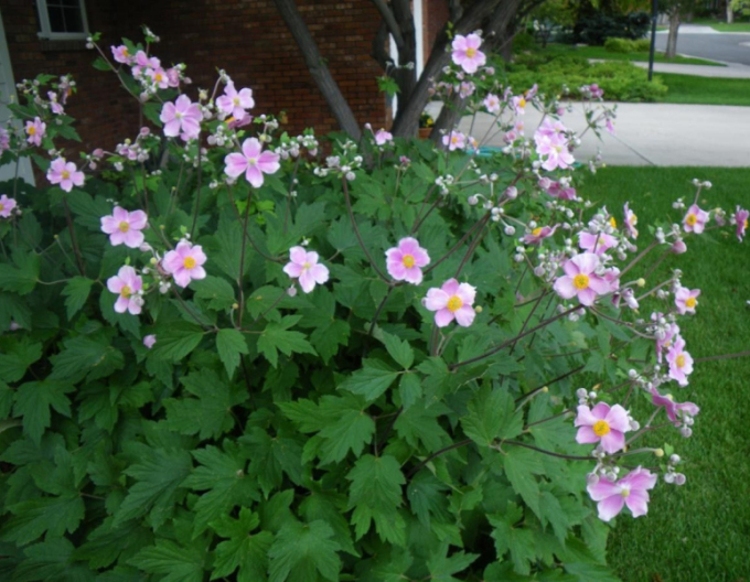 Herbst-Anemone September Charm