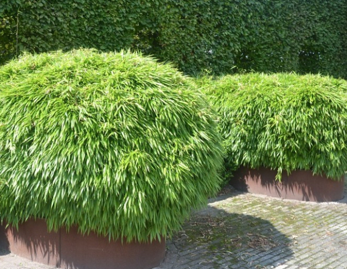 Bambus Fargesia Rufa