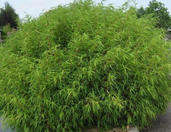 Bambus Fargesia Rufa