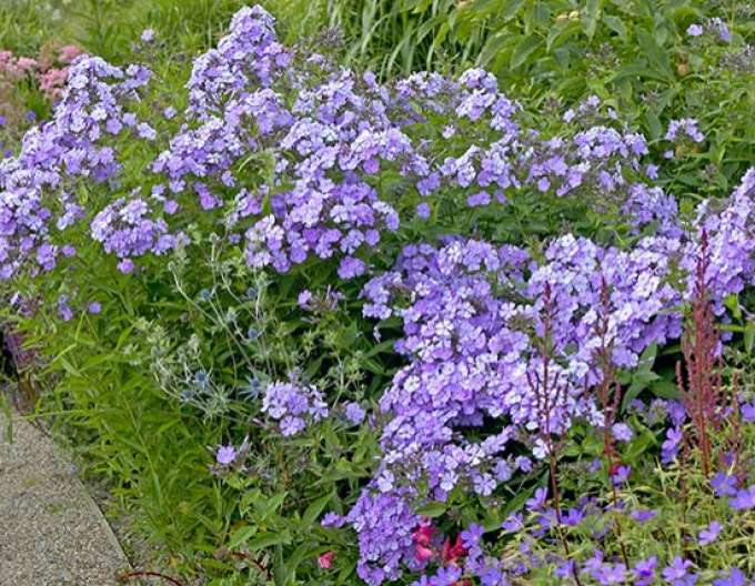 Flammenblume Blue Boy