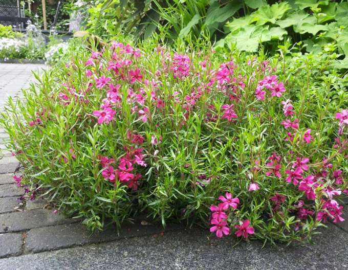 Flammenblume Scarlet Flame