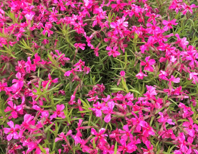 Flammenblume Scarlet Flame