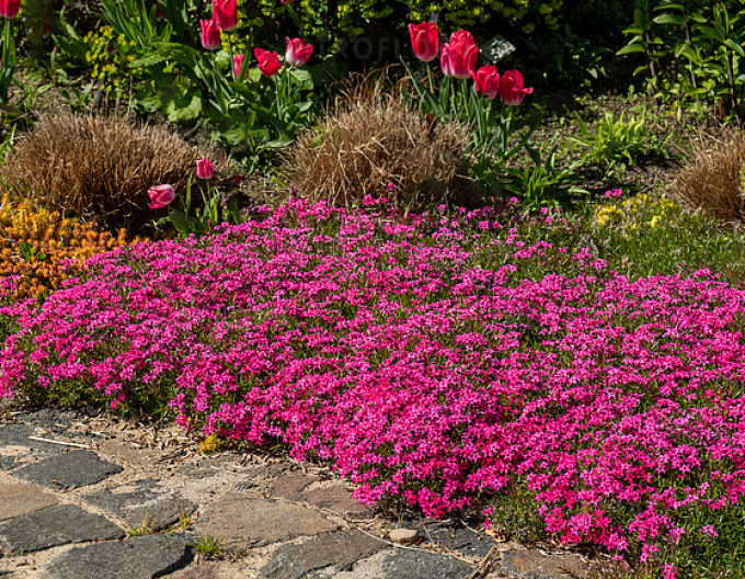 Flammenblume Scarlet Flame