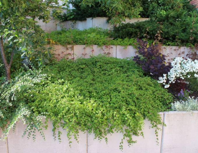 Stephanandra incisa ’Crispa’