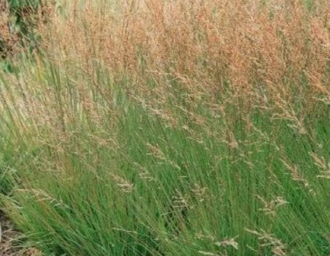 Pfeifengras Moorhexe