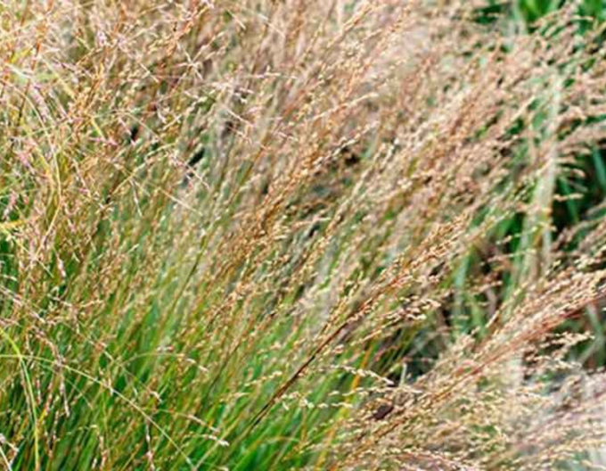 Pfeifengras Moorhexe