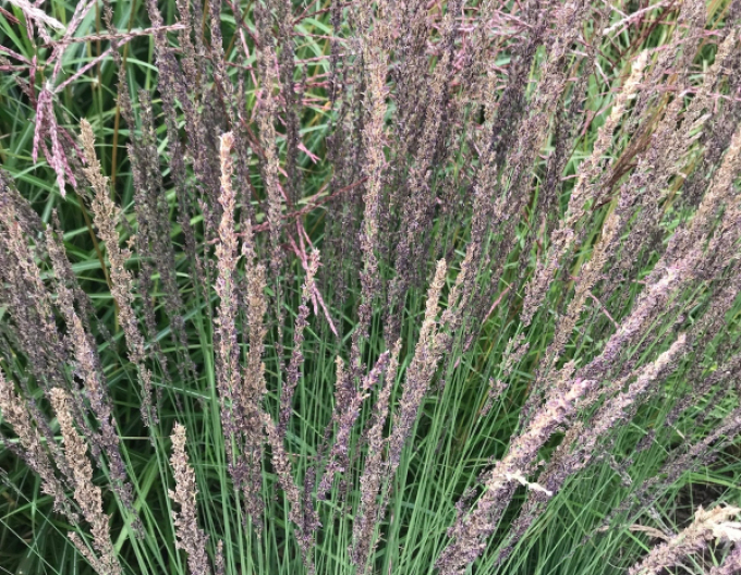 Pfeifengras Moorhexe