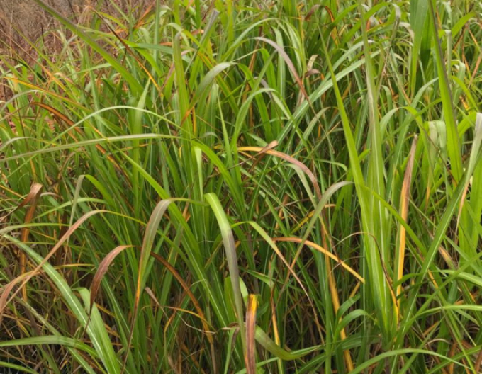 Chinaschilf var. floridules