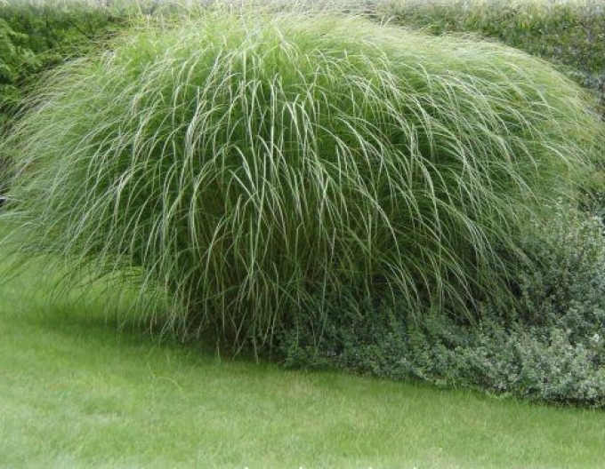 Chinaschilf var. floridules