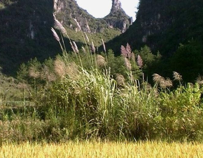 Chinaschilf var. floridules