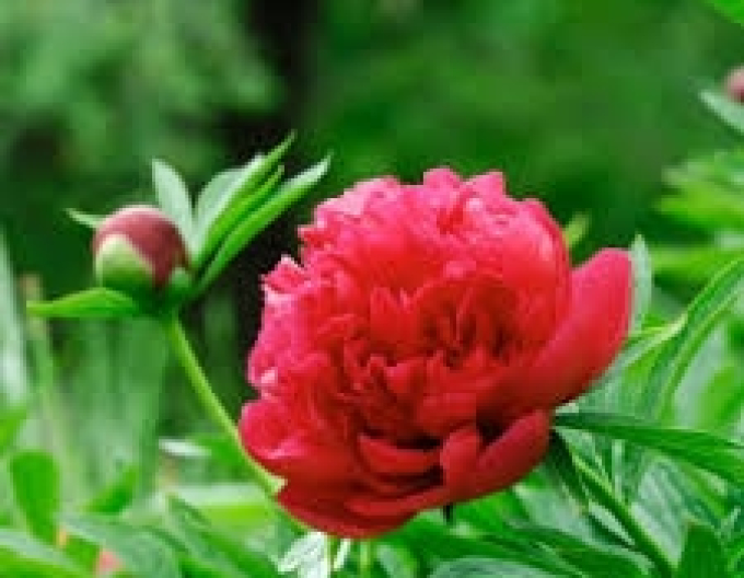 Chinesische Pfingstrose Inspecteur Lavergne