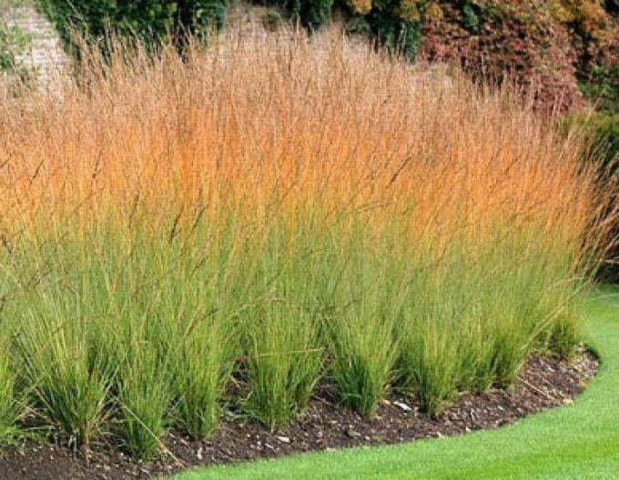 Pfeifengras Heidebraut