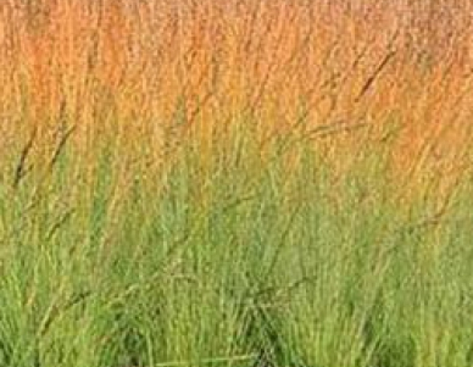 Pfeifengras Heidebraut