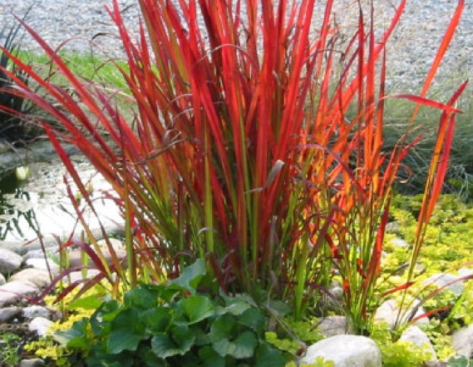 Blutgras Red Baron 9x9