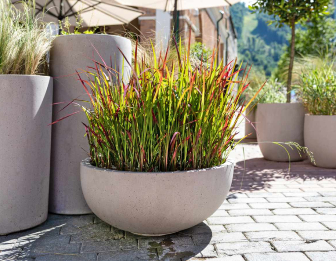 Blutgras Red Baron 9x9