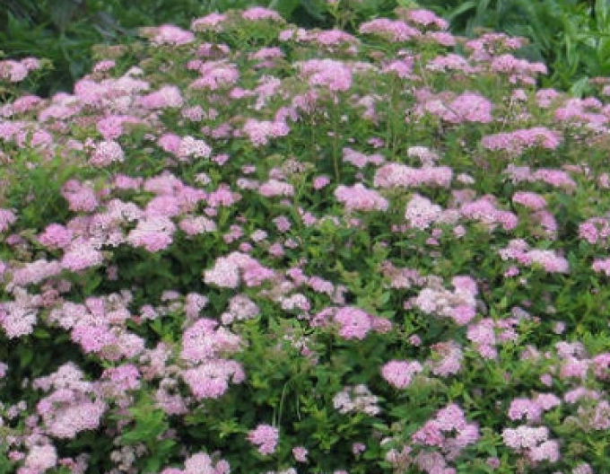 Japan-Spierstrauch Little Princess 9x9