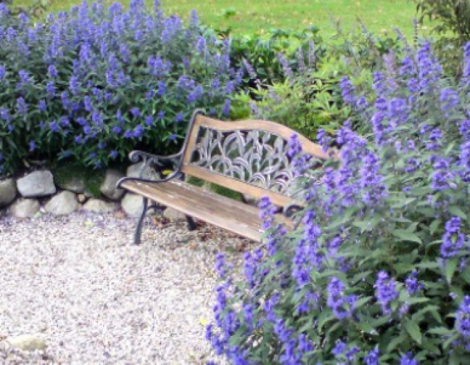 Bartblume "HEAVENLY BLUE" 2,5l