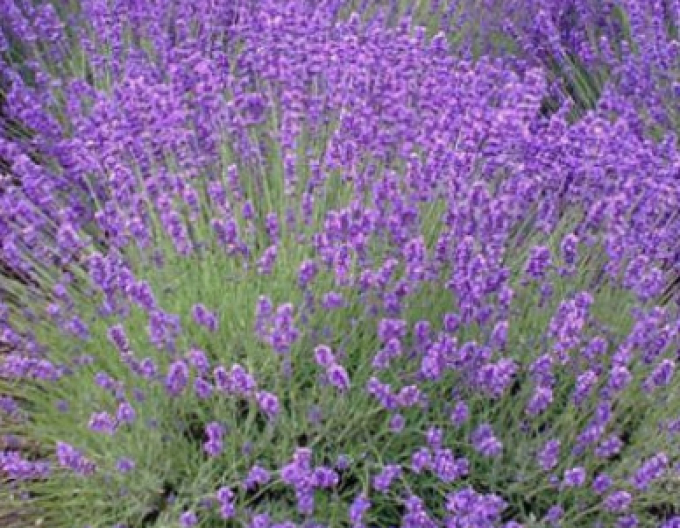 Echter Lavendel