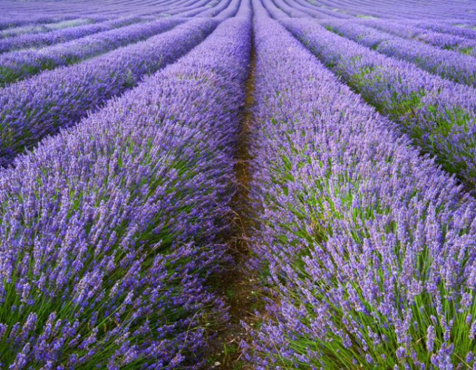 Echter Lavendel