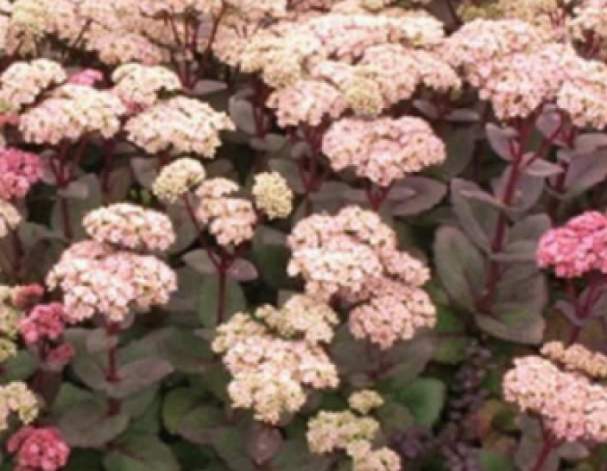 Fettblatt Matrona 9x9