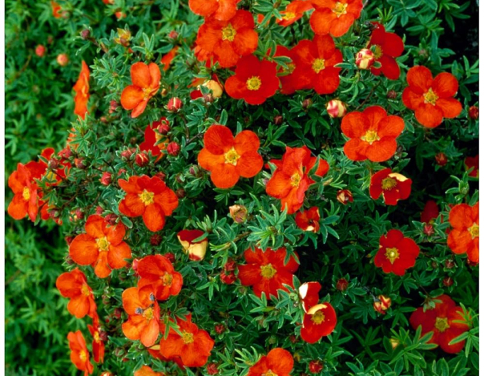 Fingerstrauch  "Red Ace"