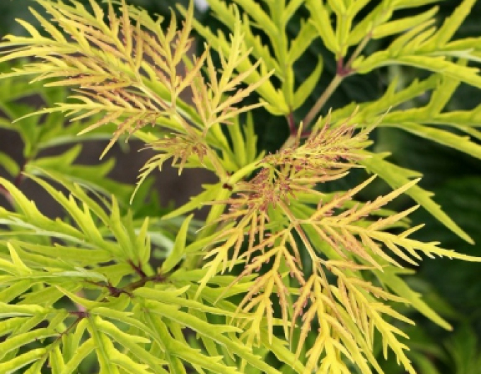 Schwarzer Holunder  Golden Tower