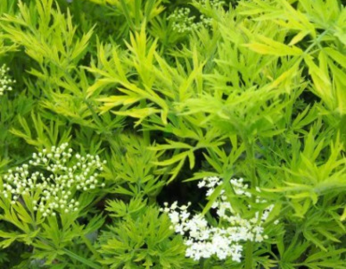 Schwarzer Holunder  Golden Tower