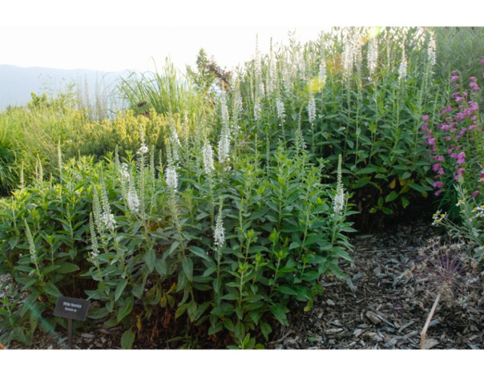 Ähriger Ehrenpreis Icicle