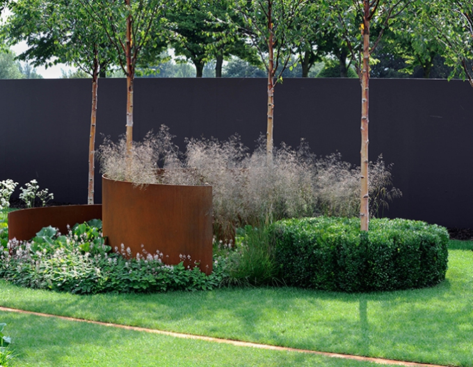 Schmiele Goldschleier 9x9