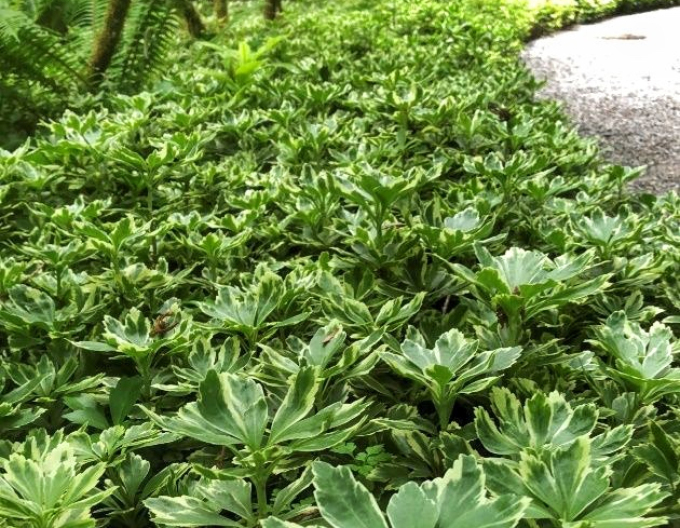 Dickmännchen Variegata