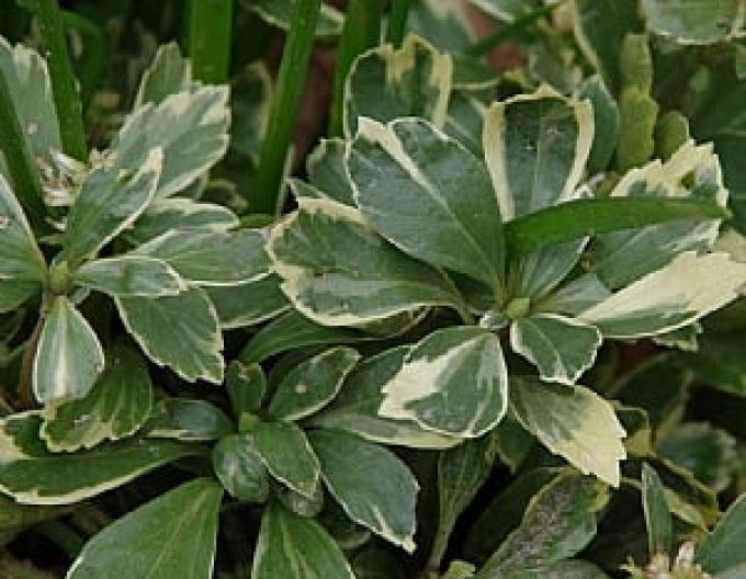 Dickmännchen Variegata