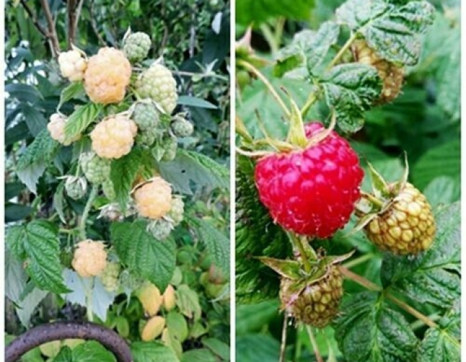 Thimbleberry Dorman Red