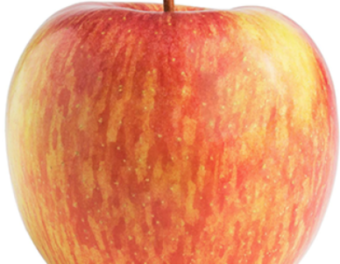 Apfelbaum Fuji auf M26, wurzelnackt