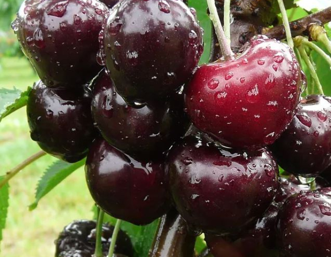 Kirsche Jacinta auf Colt, wurzelnackt