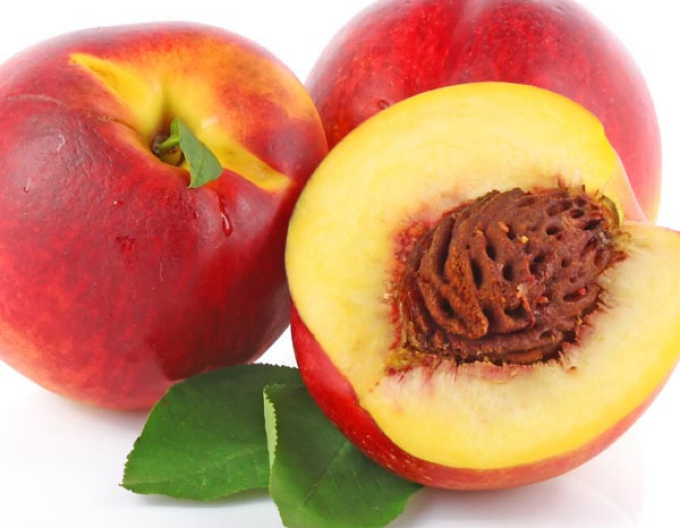 Nektarine Fantasia auf GF677, wurzelnackt