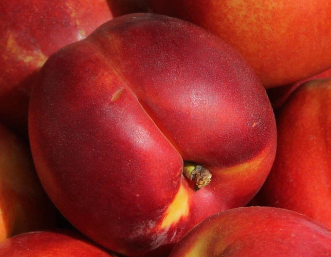 Nektarine Fantasia auf GF677, wurzelnackt