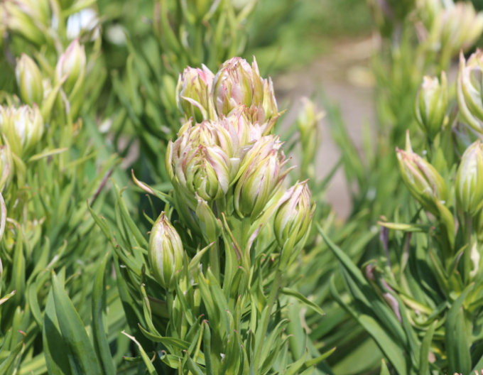 Tulpe Mystery Valley