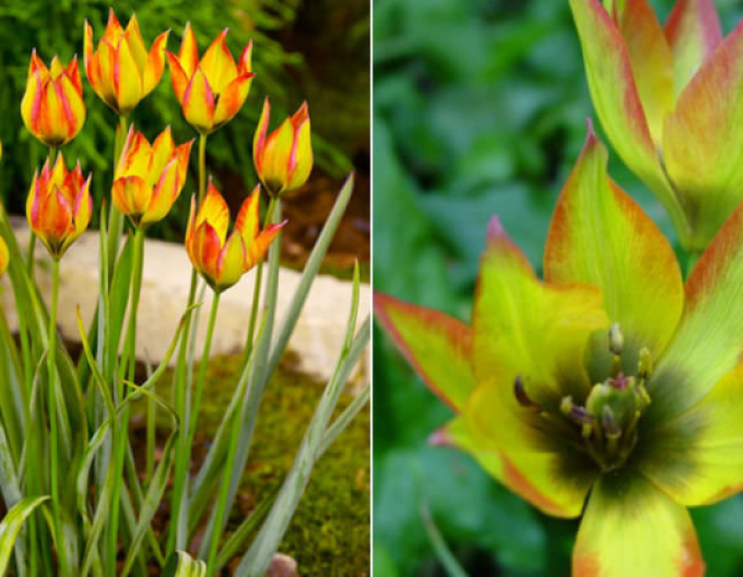 Tulpe Orphanidea flava