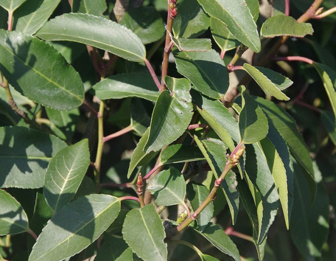 Portugiesischer Lorbeer Angustifolia