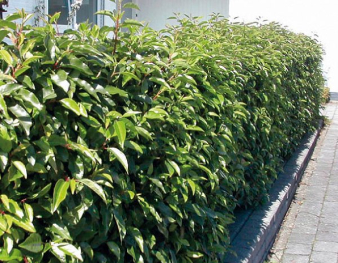 Portugiesischer Lorbeer Angustifolia