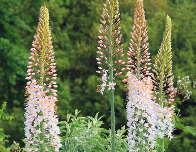 Steppenkerze - Eremurus 1st.