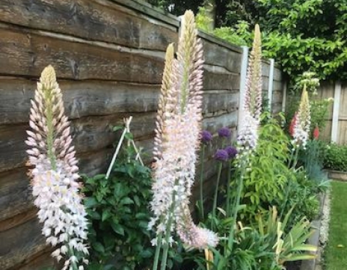 Steppenkerze - Eremurus 1st.