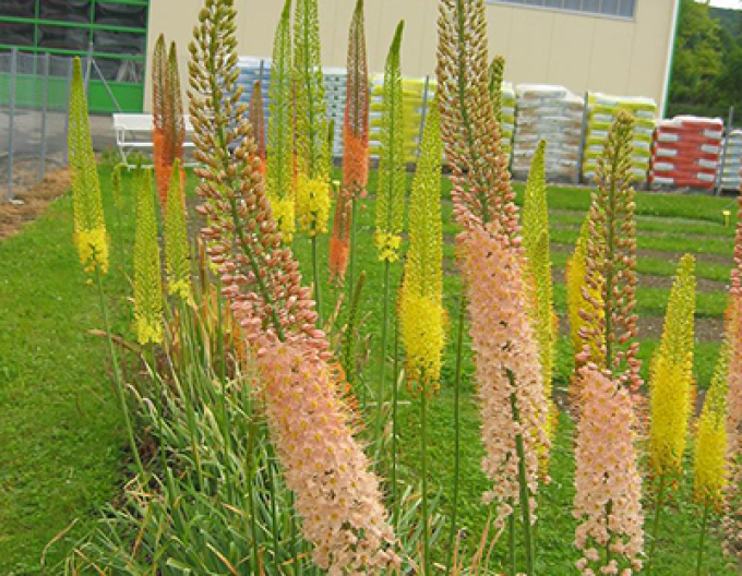Steppenkerze hybrid - Eremurus 1st