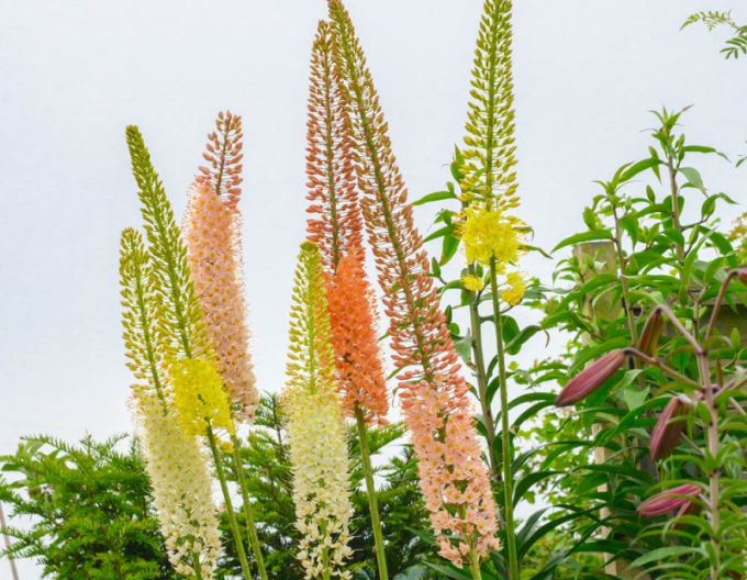 Steppenkerze hybrid - Eremurus 1st